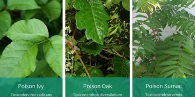 poison plant comparison