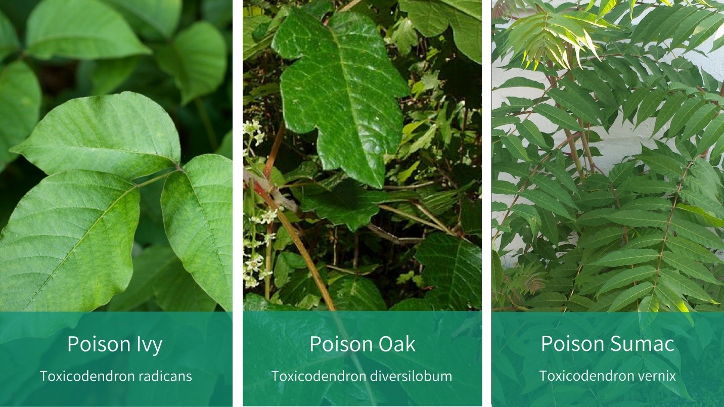 how to identify poison oak plant